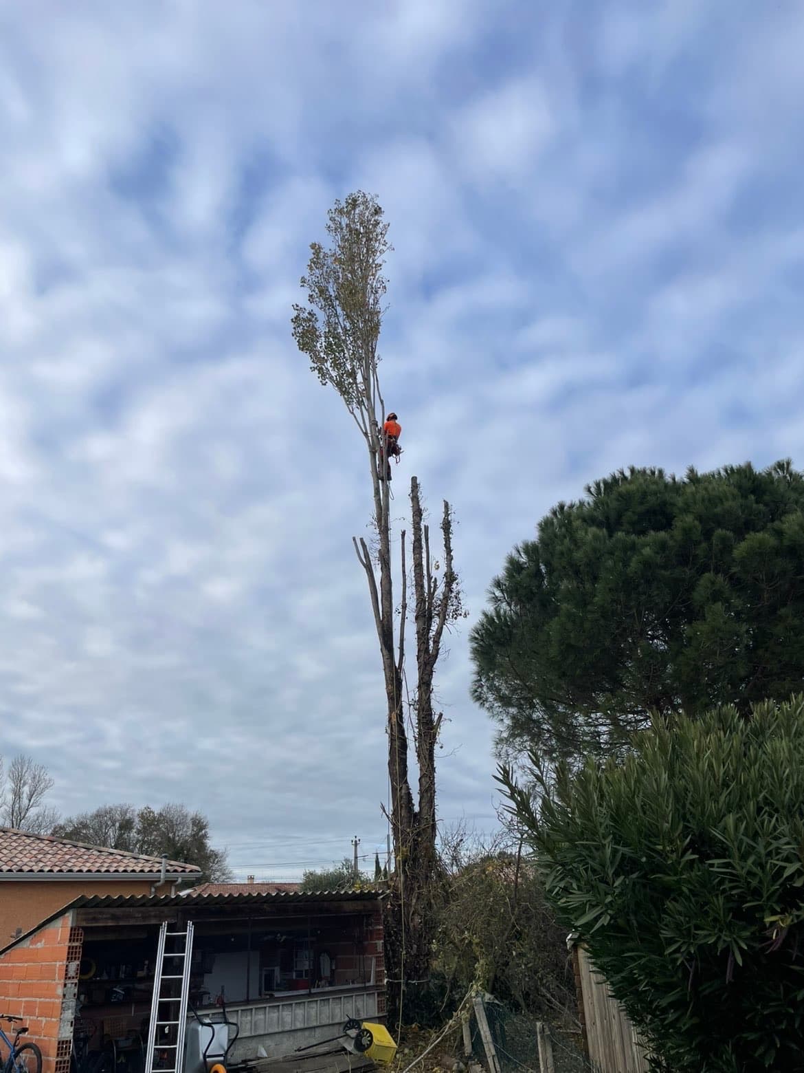 Intervention urgence élagage arbre dangereux Toulouse