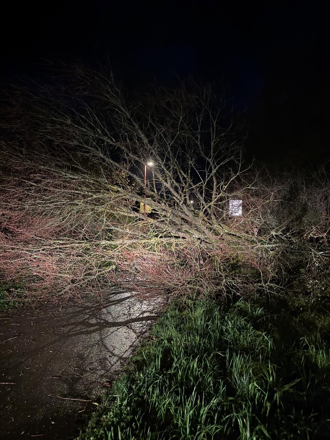 Arbre déraciné bloquant une route de nuit pendant la tempête Nils