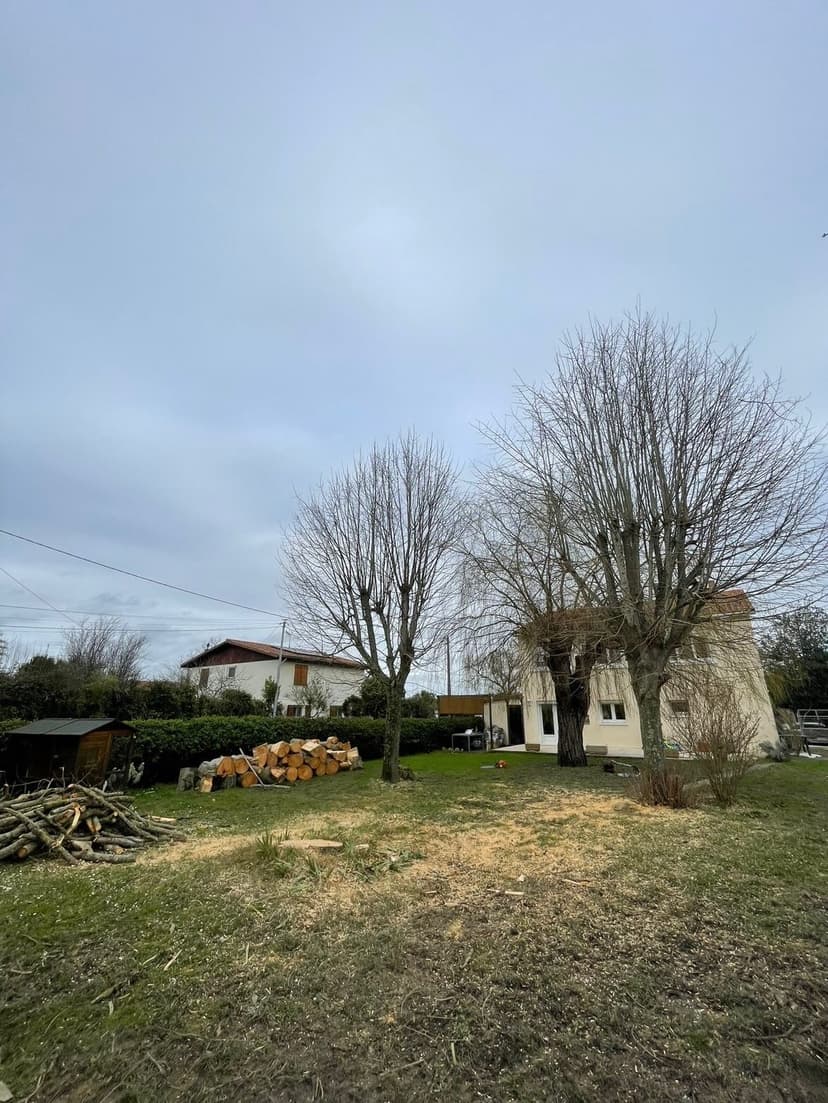 Après - Démontage d'un grand tilleul incliné après intempéries