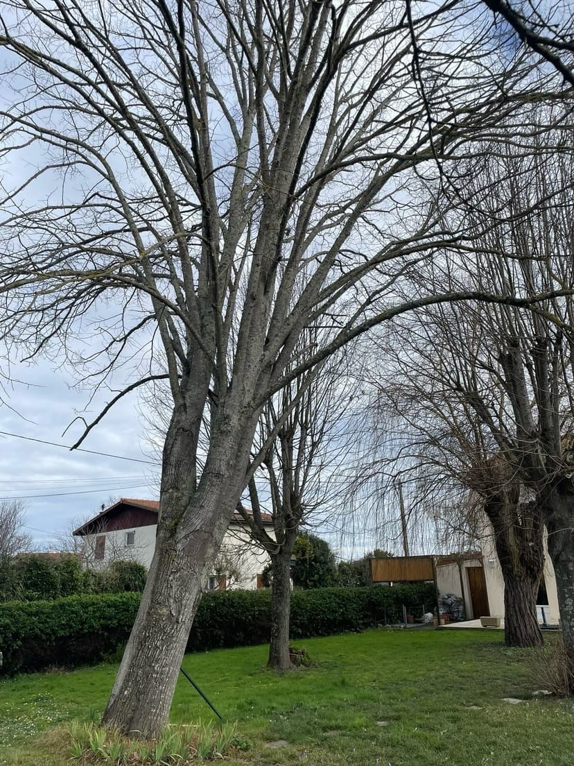 Avant - Démontage d'un grand tilleul incliné après intempéries
