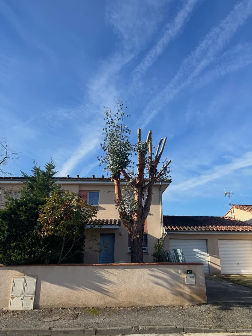 Après - Taille de sécurisation d'un eucalyptus menaçant