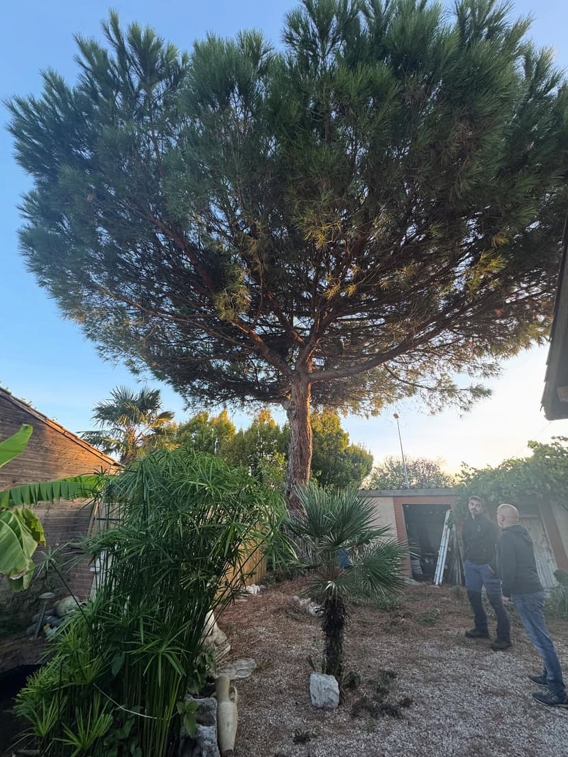 Avant - Démontage d’un Pin parasol