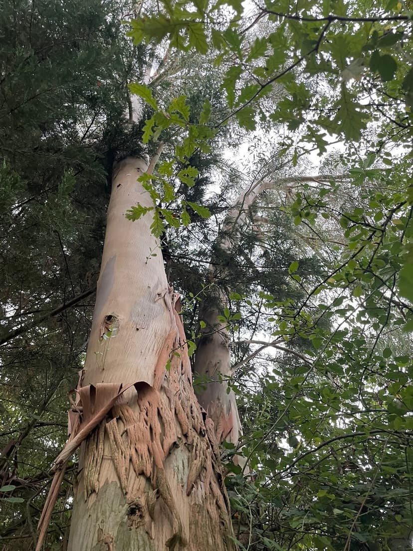 Avant - Abattage d'un eucalyptus en zone contrainte