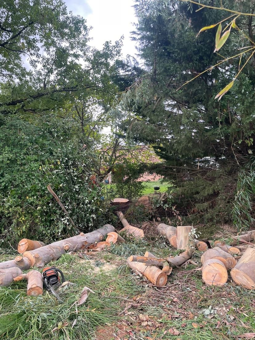 Après - Abattage d'un eucalyptus en zone contrainte
