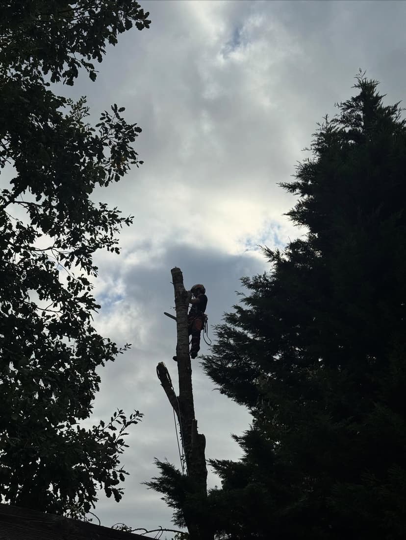 Après - Démontage de peuplier en zone multi-contraintes