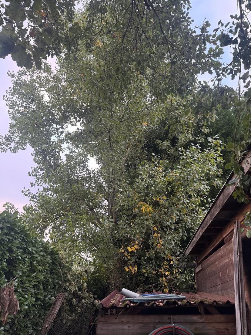 Avant - Démontage de peuplier en zone multi-contraintes