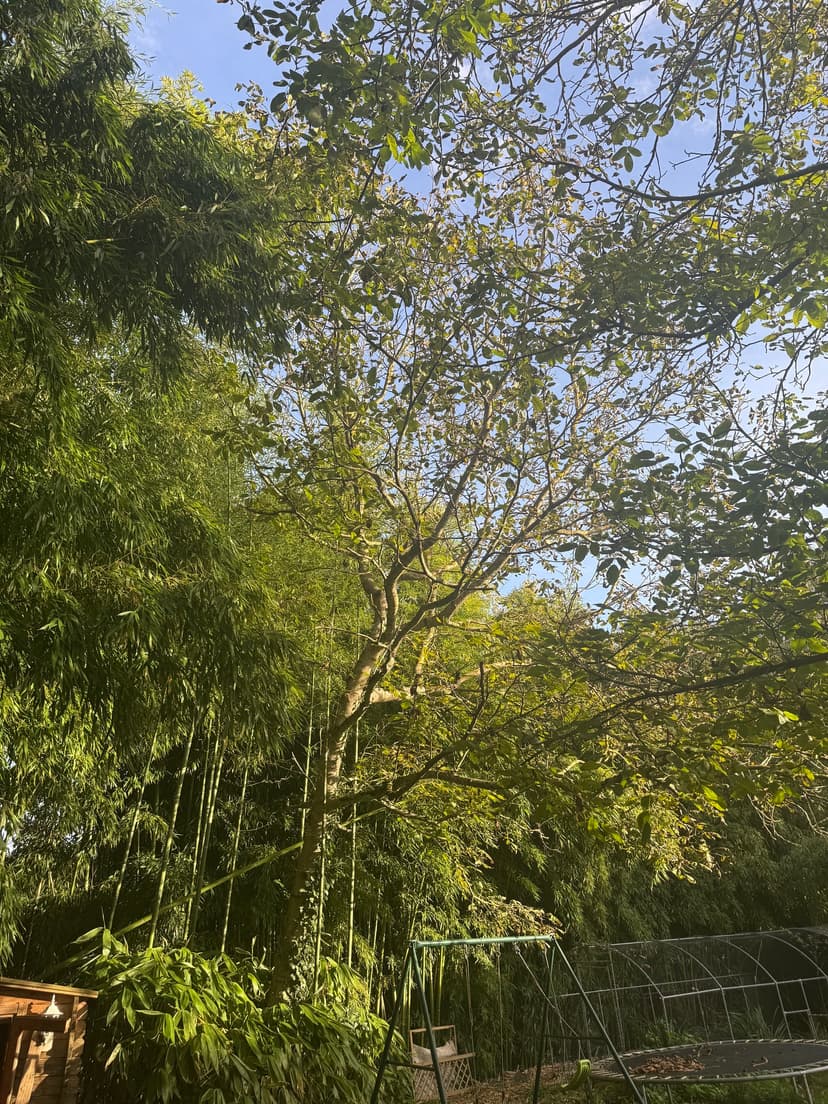 Avant - Abattage préventif d'un pin parasol à proximité d'habitation