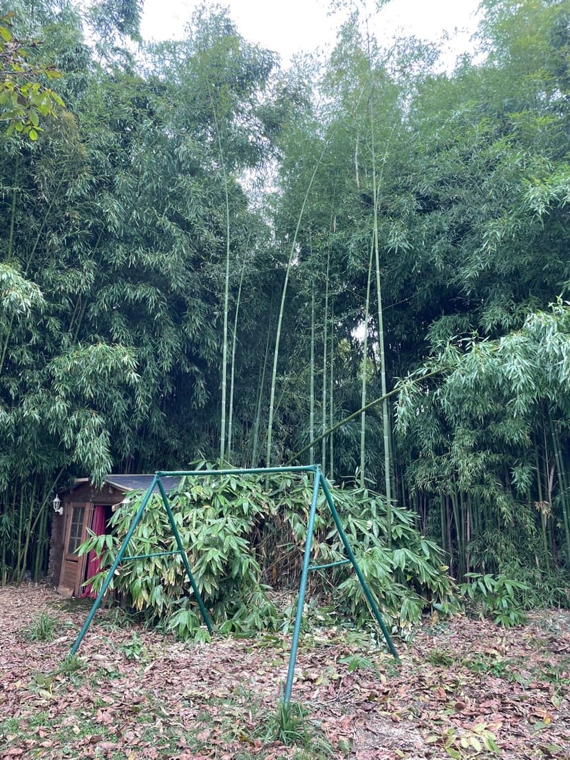 Après - Abattage préventif d'un pin parasol à proximité d'habitation