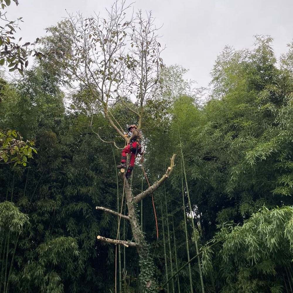 Élagage d’arbre en hauteur par un arboriste professionnel Arboriste-élagueur en action taillant un arbre avec cordage de sécurité dans une forêt de bambous dense.