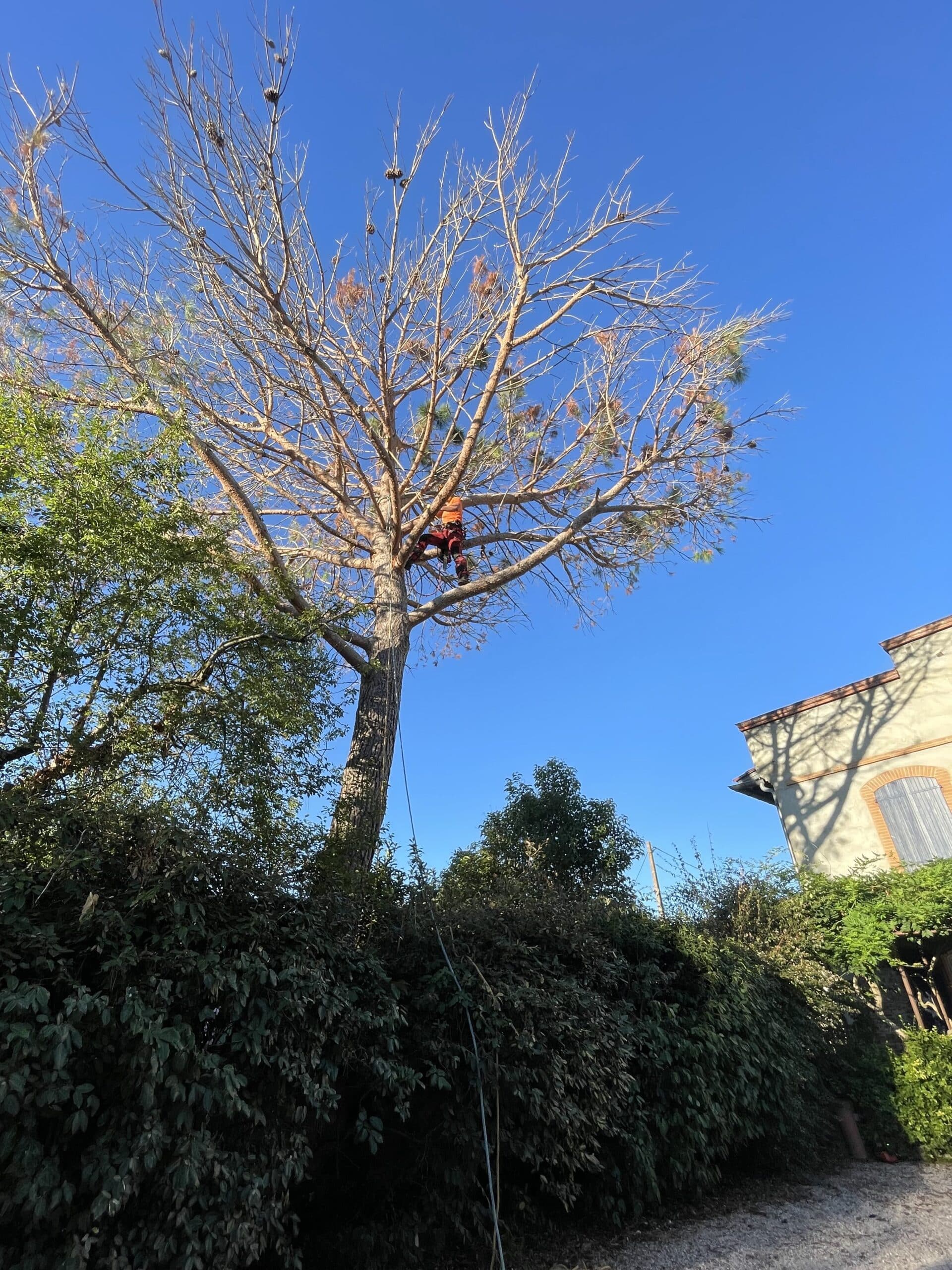 Élagage d'un grand pin : l'expertise de l'élagueur grimpeur Arboriste en action pour l'élagage d'un grand arbre sous un ciel bleu, au-dessus d'une haie verdoyante.